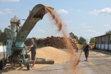 Фото: В Беларуси намолотили 3 млн тонн зерна