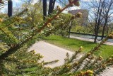 Фото: Ночные заморозки и резкое потепление днем прогнозируют в Беларуси 2 мая