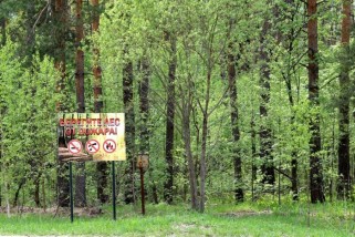 Фото: В Лидском районе действует ограничение на посещение лесов