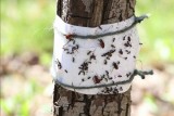 Фото: Как уберечь свой сад от муравьев и других насекомых? Простой способ без химикатов Фото: Как уберечь свой сад от муравьев и других насекомых? Простой способ без химикатов