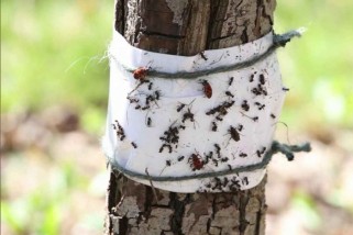 Фото: Как уберечь свой сад от муравьев и других насекомых? Простой способ без химикатов
