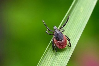 Фото: Весна в Лидском районе: советы по защите от клещей