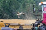 Фото: Все районы Гродненской области подключатся к жатве в течение недели