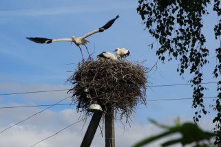 Фото: Аист на проводе, или почему энергетики снимают гнезда этих птиц? 