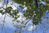 Фото: В Беларусь возвращается лето: синоптики обещают до +33°С уже в эти выходные Фото: В Беларусь возвращается лето: синоптики обещают до +33°С уже в эти выходные