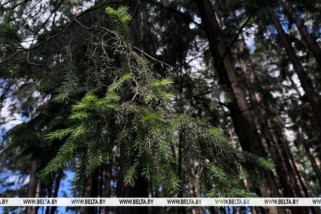 Фото: Ограничения на посещение лесов сохраняются в Беларуси