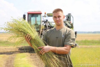 Фото: Лидские аграрии убирают лен