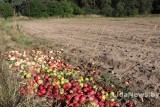 Фото: Порядок начинается с себя: кто устраивает свалки из опавших яблок на колхозном поле?