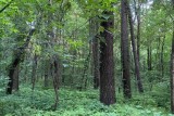 Фото: По всей Беларуси введены запреты и ограничения на посещение лесов