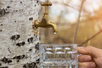 Фото: С фантой, квасом и тмином. Как заготовить березовый сок – три необычных рецепта