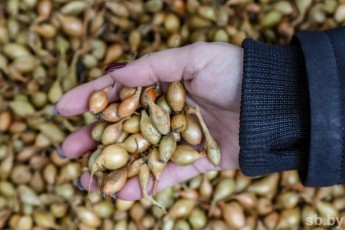 Фото: Знаете ли вы, когда лучше сажать лук севком?