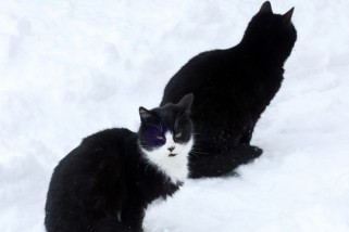 Фото: Почему нельзя прятать уличных животных в подвалах, рассказали в МЖКХ