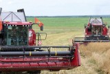 Фото: Зерновые и зернобобовые в Беларуси убраны почти с четверти площадей