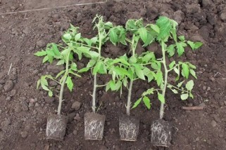 Фото: Как правильно высаживать томаты в открытый грунт