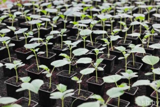 Фото: Первая подкормка рассады: когда проводить и какие удобрения использовать