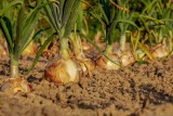 Фото: Знаете ли вы, в чем преимущество посадки озимого лука? Фото: Знаете ли вы, в чем преимущество посадки озимого лука?