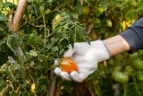 Фото: Знаете ли вы, чем обработать томаты от вершинной гнили? Фото: Знаете ли вы, чем обработать томаты от вершинной гнили?