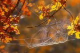 Фото: Бабье лето и золотая осень: Дмитрий Рябов рассказал о погоде на неделю с 28 сентября по 4 октября