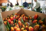 Фото: Как продавать тюльпаны и не попасть на штраф, разъяснили в Лидском райисполкоме