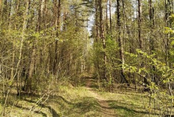 Фото: В Лидском районе действует ограничение на посещение лесов Фото: В Лидском районе действует ограничение на посещение лесов