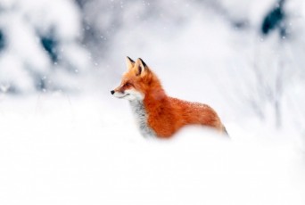 Фото: В Лидском районе участились случаи выхода диких животных в городскую черту