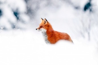 Фото: В Лидском районе участились случаи выхода диких животных в городскую черту