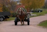 Фото: Внимание – гужевому транспорту