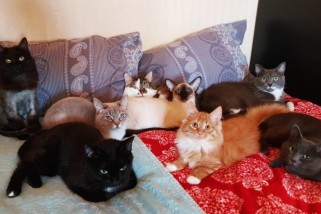 Фото: Доброе сердце или психическое отклонение? Что скрывается за желанием завести много животных?