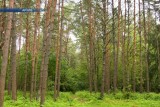 Фото: В Лидском районе введен запрет на посещение лесов
