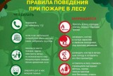 Фото: Зелено и опасно? Как подготовится к летним прогулкам и не заблудится Фото: Зелено и опасно? Как подготовится к летним прогулкам и не заблудится