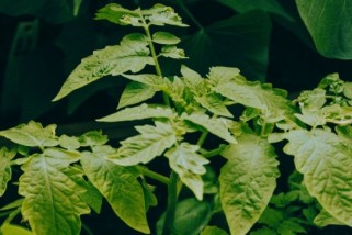 Фото: Проверьте свою рассаду томатов: исправить можно до апреля