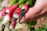 Фото: Что посадить в июне, чтобы собрать урожай осенью: лучшие культуры и секреты богатого огорода Фото: Что посадить в июне, чтобы собрать урожай осенью: лучшие культуры и секреты богатого огорода