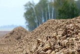 Фото: Аграрии Беларуси убрали 54% площадей сахарной свеклы