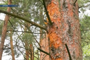 Фото: В Лидском районе действует ограничение на посещение леса