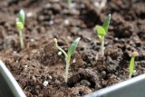Фото: Почему рассада не всходит - эти ошибки совершают почти все дачники