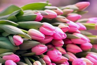 Фото: Стройные, красивые, навевающие весеннее настроение. Как в Гродно выращивают тюльпаны к 8 Марта 