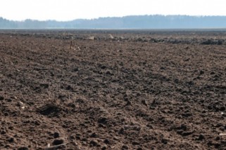 Фото: В Беларуси расширяют действие земельной амнистии: новые правила вступили в силу