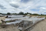 Фото: На Гомельщине в реке Сож обнаружили реликтовую подводную дубраву — вес одного ствола достигает почти 15 т Фото: На Гомельщине в реке Сож обнаружили реликтовую подводную дубраву — вес одного ствола достигает почти 15 т