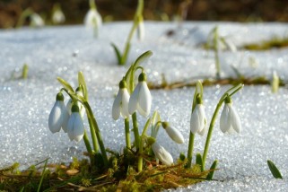 Фото: Белорусов ожидают солнечные выходные до +17°C. Погода 14-16 марта