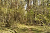 Фото: Что нужно знать, отправляясь в лес?