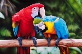 Фото: Не пропустите в лиде! Большая выставка попугаев
