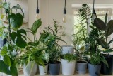 Фото: Комнатные цветы на продажу? Рассказываем, как подзаработать в рамках закона