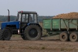 Фото: В сельхозпредприятии «Можейково» полным ходом идёт уборка картофеля