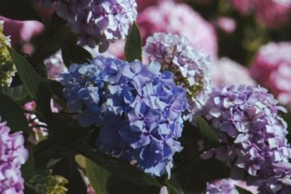 Фото: Обрезка гортензий в марте: все зависит от вида