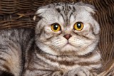 Фото: Регистрация нужна и кошкам: куда и в какой срок обращаться за «пропиской» питомца