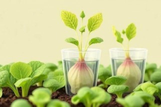 Фото: Преимущества пластиковых стаканчиков для выращивания  домашней рассады