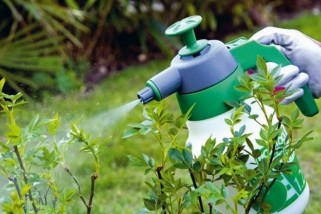 Фото: Защитить, но не навредить: как правильно использовать средства защиты растений