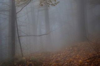 Фото: Не по-декабрьски тепло, дождливо и туманно. Погода 6-8 декабря 