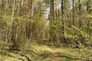 Фото: Как обезопасить себя при походах в лес, рассказали правоохранители Фото: Как обезопасить себя при походах в лес, рассказали правоохранители