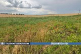 Фото: В Гродненской области за неделю правоохранители уничтожили более 315 кг дикорастущего мака 